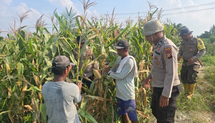 Program Ketahanan Pangan Berbuah Hasil yang baik | Kapolsek Bangko Apresiasi Kelompok Tani Suak Air Hitam