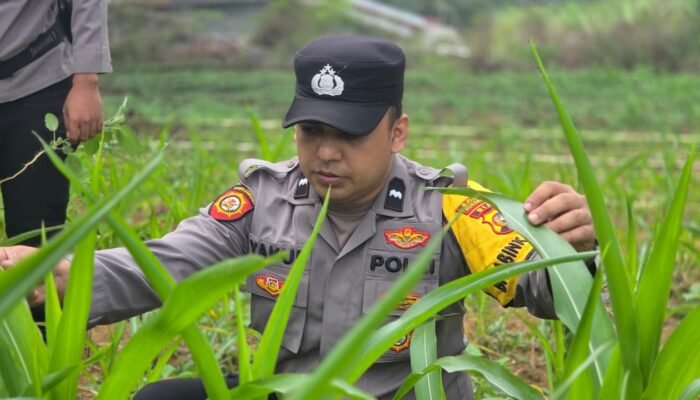 Polsek Bagan Sinembah Perkuat Ketahanan Pangan Nasional, Monitoring Intensif Pertumbuhan Jagung Terus Dilakukan