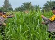 Polsek Bagan Sinembah Dukung Asta Cita Presiden! Monitoring Intensif Jagung Pipil Demi Wujudkan Swasembada Pangan Nasional
