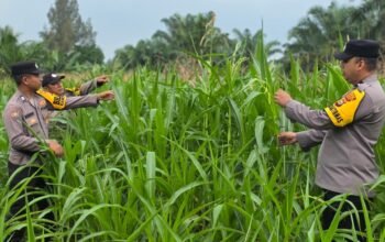 Polsek Bagan Sinembah Dukung Asta Cita Presiden! Monitoring Intensif Jagung Pipil Demi Wujudkan Swasembada Pangan Nasional