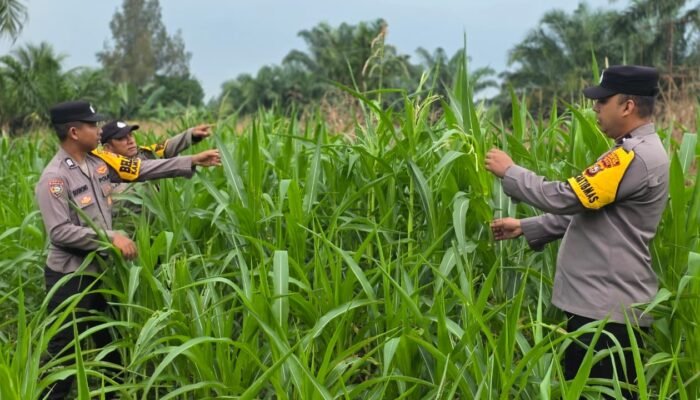 Polsek Bagan Sinembah Dukung Asta Cita Presiden! Monitoring Intensif Jagung Pipil Demi Wujudkan Swasembada Pangan Nasional