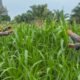 Polsek Bagan Sinembah Dukung Asta Cita Presiden! Monitoring Intensif Jagung Pipil Demi Wujudkan Swasembada Pangan Nasional