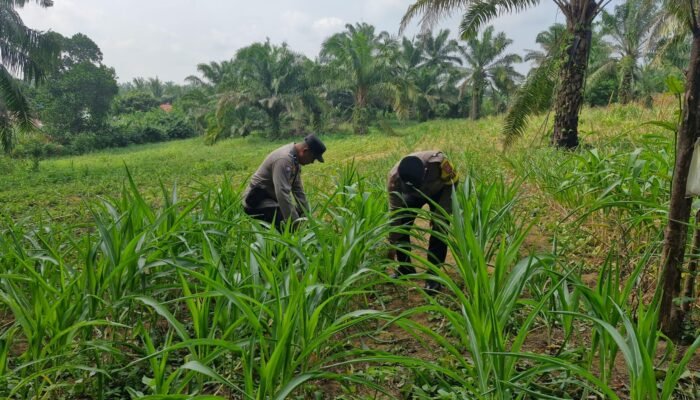 Tak Hanya Jaga Kamtibmas, Polsek Bagan Sinembah Turun ke Ladang, Kawal Ketahanan Pangan Demi Sukseskan Asta Cita Presiden