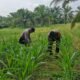 Tak Hanya Jaga Kamtibmas, Polsek Bagan Sinembah Turun ke Ladang, Kawal Ketahanan Pangan Demi Sukseskan Asta Cita Presiden