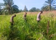 Polsek Bagan Sinembah Intensif Pantau Pertumbuhan Jagung, Wujud Nyata Dukung Program Ketahanan Pangan Nasional