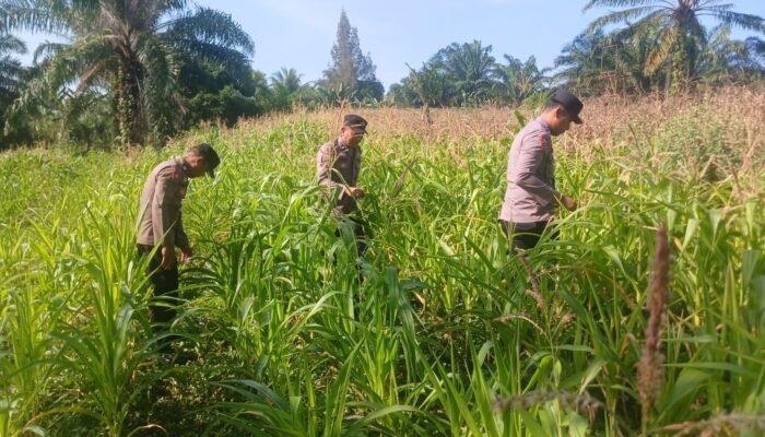 Polsek Bagan Sinembah Intensif Pantau Pertumbuhan Jagung, Wujud Nyata Dukung Program Ketahanan Pangan Nasional