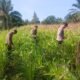 Polsek Bagan Sinembah Intensif Pantau Pertumbuhan Jagung, Wujud Nyata Dukung Program Ketahanan Pangan Nasional