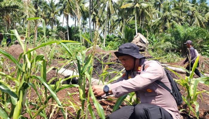 DUKUNG KEDAULATAN PANGAN NASIONAL, KAPOLSEK PANIPAHAN TURUN LANGSUNG MONITORING PERTUMBUHAN JAGUNG PIPIL