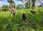 Polsek Bagan Sinembah Intensif Pantau Pertumbuhan Jagung, Wujud Nyata Dukung Ketahanan Pangan Nasional