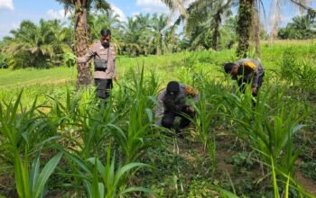 Polsek Bagan Sinembah Intensif Pantau Pertumbuhan Jagung, Wujud Nyata Dukung Ketahanan Pangan Nasional