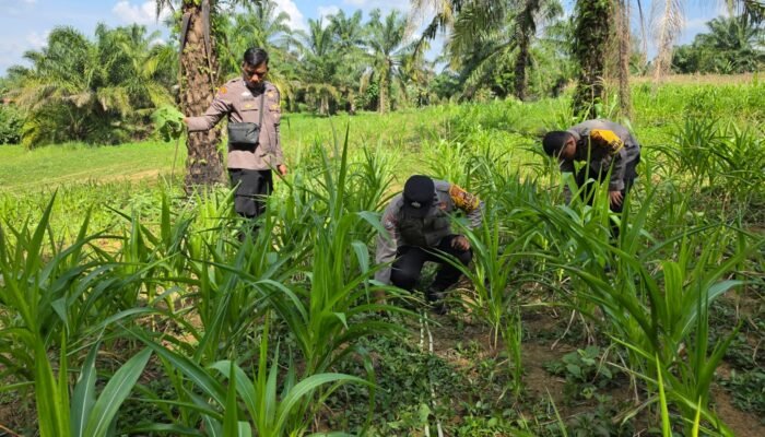 Polsek Bagan Sinembah Intensif Pantau Pertumbuhan Jagung, Wujud Nyata Dukung Ketahanan Pangan Nasional