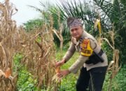 Dukung  Cita Presiden, Polsek Bagan Sinembah Intensif Pantau Perkembangan Jagung di Lahan 30 Hektare