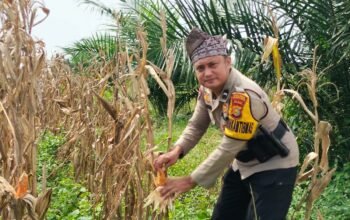 Dukung Cita Presiden, Polsek Bagan Sinembah Intensif Pantau Perkembangan Jagung di Lahan 30 Hektare