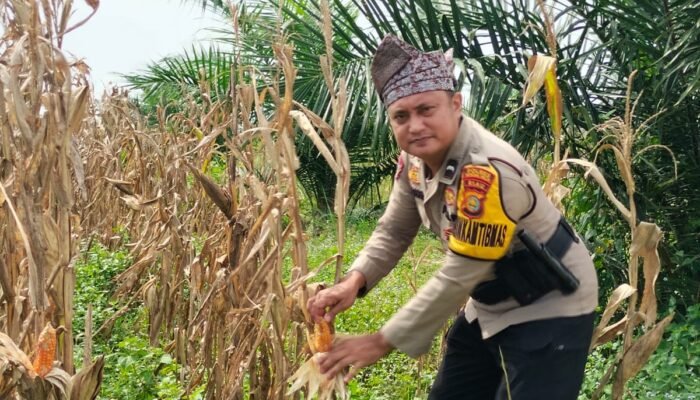 Dukung  Cita Presiden, Polsek Bagan Sinembah Intensif Pantau Perkembangan Jagung di Lahan 30 Hektare