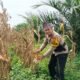 Dukung  Cita Presiden, Polsek Bagan Sinembah Intensif Pantau Perkembangan Jagung di Lahan 30 Hektare