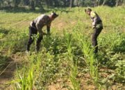 Polsek Bagan Sinembah Kawal Ketahanan Pangan, Pantau Intensif Pertumbuhan Jagung di Lahan 2 Hektare Demi Sukseskan Asta Cita Presiden