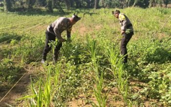 Polsek Bagan Sinembah Kawal Ketahanan Pangan, Pantau Intensif Pertumbuhan Jagung di Lahan 2 Hektare Demi Sukseskan Asta Cita Presiden