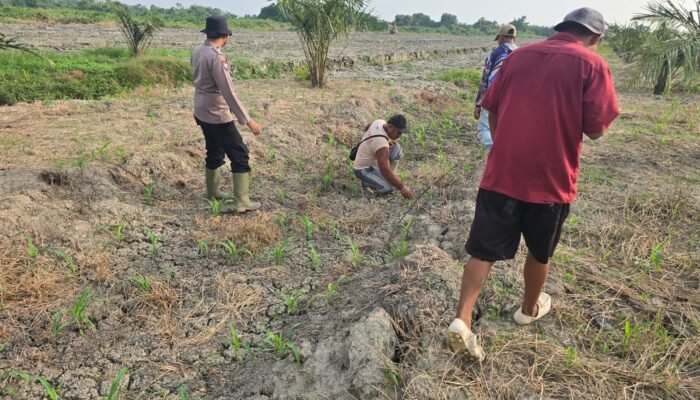 Polsek Bangko Bersama Petani Pekaitan Tanam Jagung, Wujudkan Ketahanan Pangan dari Tingkat Desa