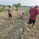 Polsek Bangko Bersama Petani Pekaitan Tanam Jagung, Wujudkan Ketahanan Pangan dari Tingkat Desa